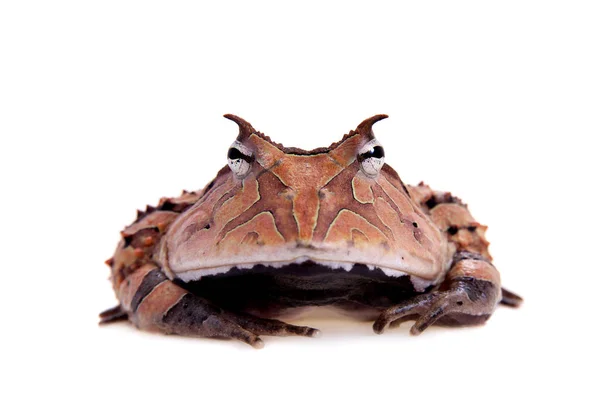 Суринамская рогатая лягушка, изолированная на белом — стоковое фото