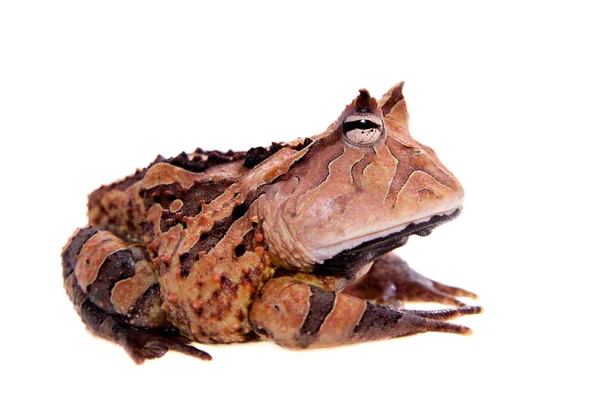 La grenouille cornue du Suriname isolée sur blanc — Photo