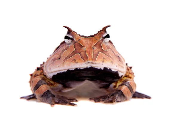 La grenouille cornue du Suriname isolée sur blanc — Photo