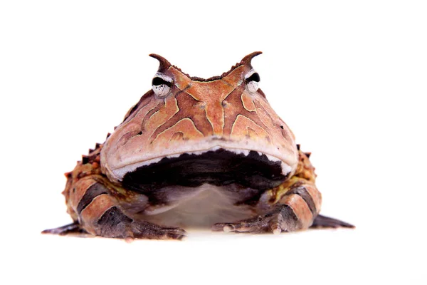 La rana cornuta del Suriname isolata sul bianco — Foto Stock