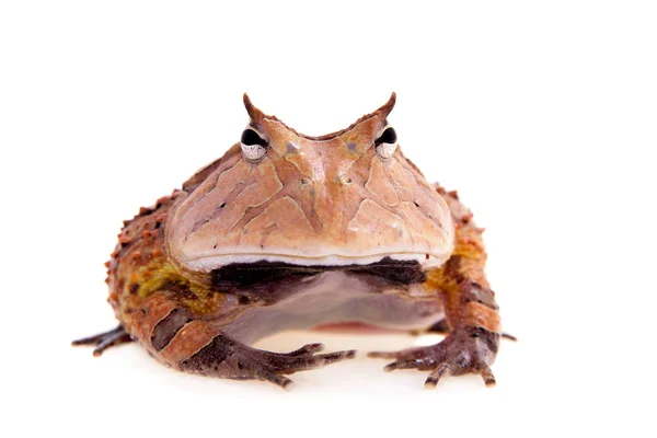 苏里南角的蛙上白色孤立 — 图库照片