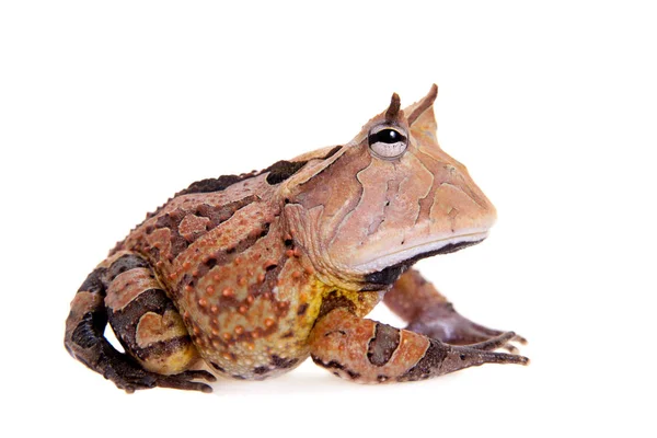 De Surinaamse Ceratophrys aurita geïsoleerd op wit — Stockfoto