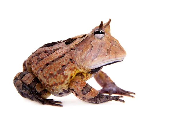 La grenouille cornue du Suriname isolée sur blanc — Photo