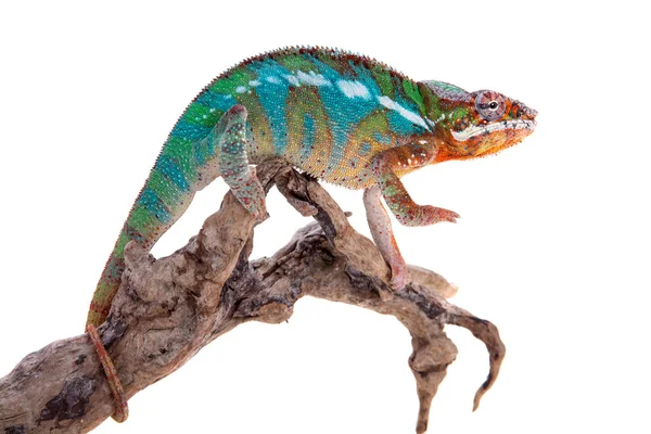 Panter bukalemun, Furcifer pardalis beyaz