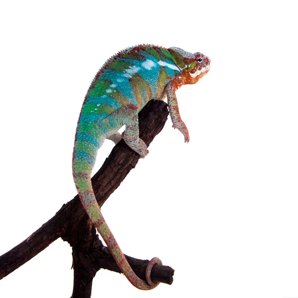 Panter chameleón Furcifer pardalis na bílém pozadí — Stock fotografie