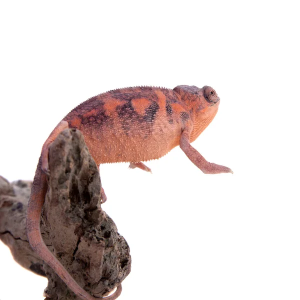 Panter bukalemun, Furcifer pardalis beyaz