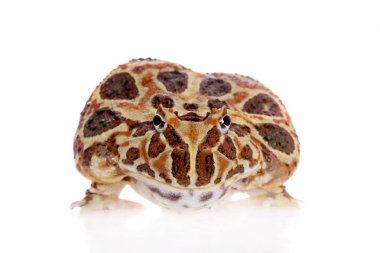 Cranwells boynuzlu kurbağa üzerinde beyaz izole