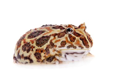 Cranwells boynuzlu kurbağa üzerinde beyaz izole