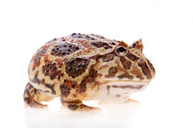 Cranwells boynuzlu kurbağa üzerinde beyaz izole
