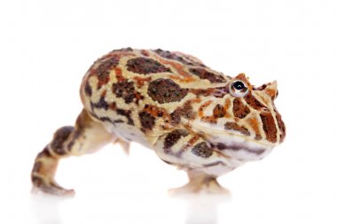 Cranwells boynuzlu kurbağa üzerinde beyaz izole