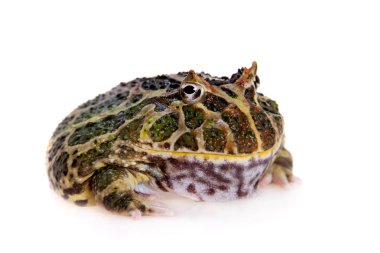 Cranwells boynuzlu kurbağa üzerinde beyaz izole