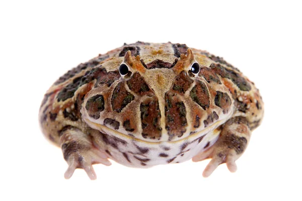 Cranwells horned frog isolated on white — Stock Photo, Image