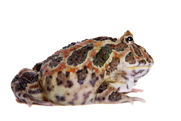 Cranwells horned frog isolated on white — Stock Photo, Image