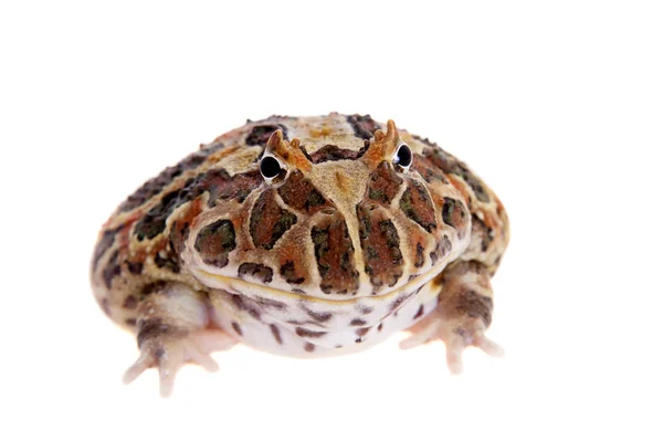 Kraniche gehörnter Frosch isoliert auf weiß — Stockfoto