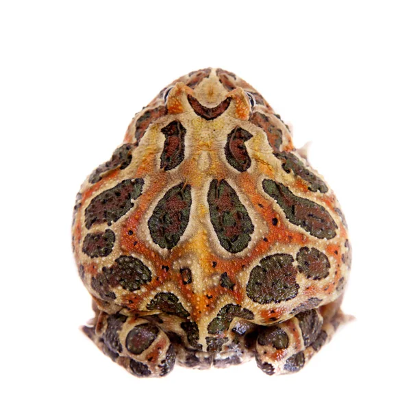 Cranwells boynuzlu kurbağa üzerinde beyaz izole