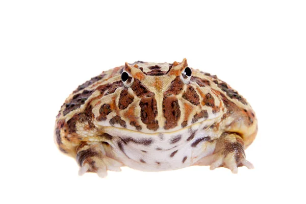 Cranwells horned frog isolated on white — Stock Photo, Image