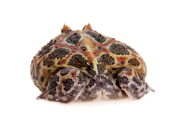 Cranwells sarvipäinen sammakko eristetty valkoinen — kuvapankkivalokuva