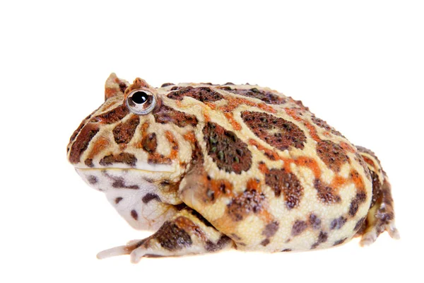 Cranwells boynuzlu kurbağa üzerinde beyaz izole