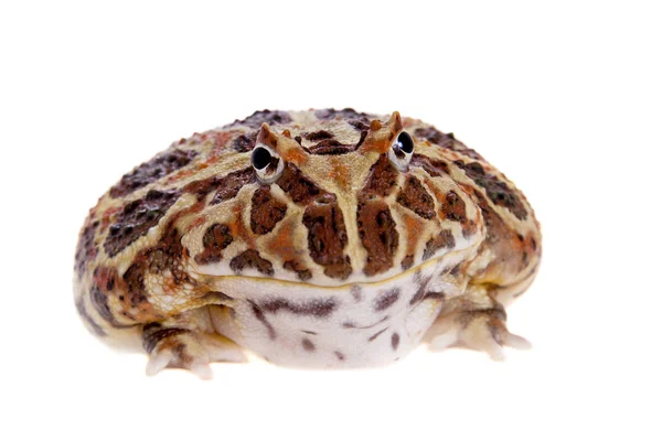 Cranwells 角的蛙上白色孤立 — 图库照片