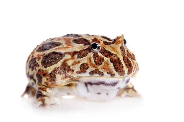 Cranwells boynuzlu kurbağa üzerinde beyaz izole — Stok fotoğraf
