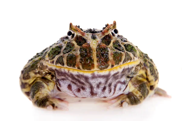 Cranwells boynuzlu kurbağa üzerinde beyaz izole