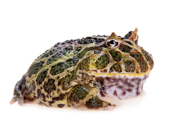 Cranwells horned frog isolated on white — Stock Photo, Image