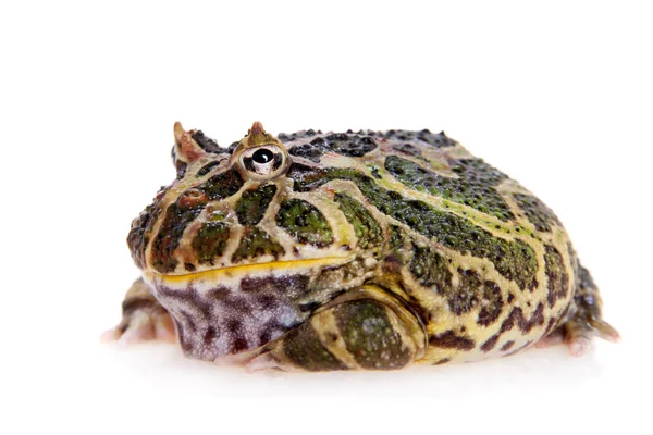 Cranwells rohatá žába izolovaných na bílém — Stock fotografie