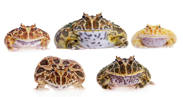 Cranwells ranas con cuernos fijados en blanco — Foto de Stock