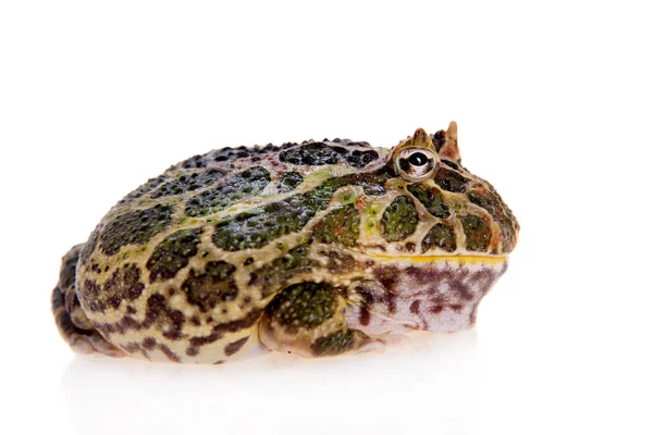 Kraniche gehörnter Frosch isoliert auf weiß — Stockfoto