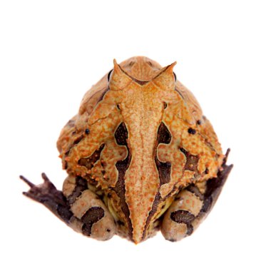 Beyaz izole Surinam boynuzlu kurbağa