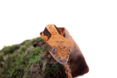 Yeni Kaledonya tepeli gecko beyaz