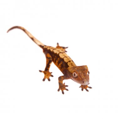 Yeni Kaledonya tepeli gecko beyaz