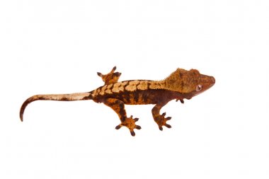 Yeni Kaledonya tepeli gecko beyaz