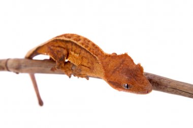 Yeni Kaledonya tepeli gecko beyaz