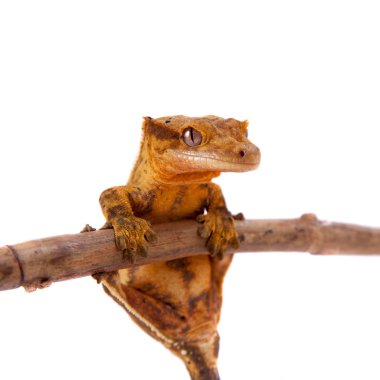 Yeni Kaledonya tepeli gecko beyaz