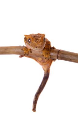 Yeni Kaledonya tepeli gecko beyaz