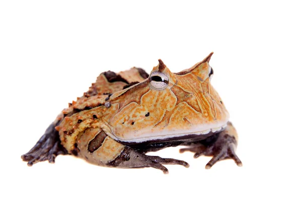 De Surinaamse Ceratophrys aurita geïsoleerd op wit — Stockfoto