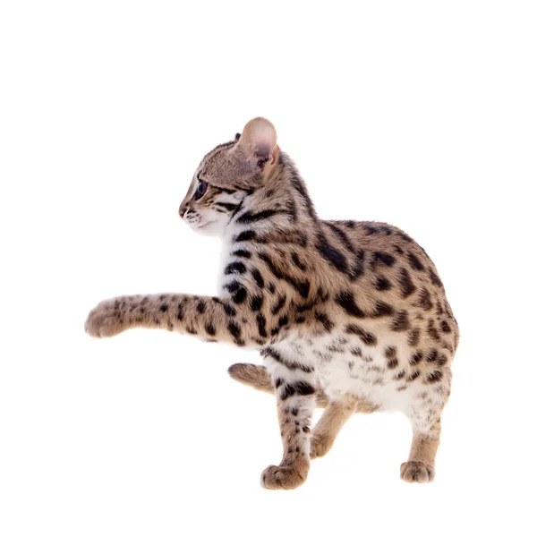 Die asiatische Leopardenkatze auf weiß — Stockfoto
