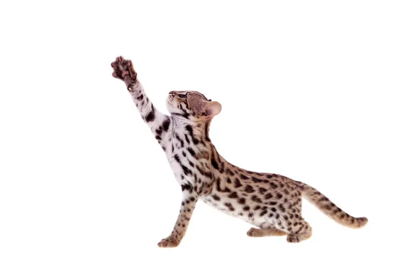 Il gatto leopardo asiatico su bianco — Foto Stock