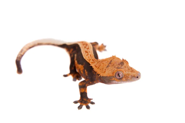 Uusi-Kaledonian harjakattoinen gekko valkoisella — kuvapankkivalokuva