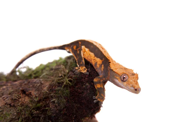 Neuer Caledonischer Haubengecko auf weiß — Stockfoto