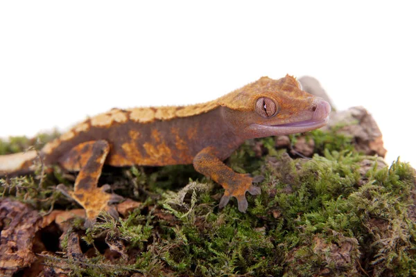 Yeni Kaledonya tepeli gecko beyaz