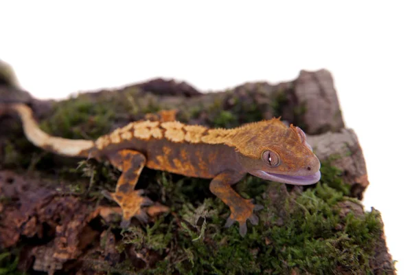 Nové gecko Caledonian chocholatý na bílém pozadí — Stock fotografie
