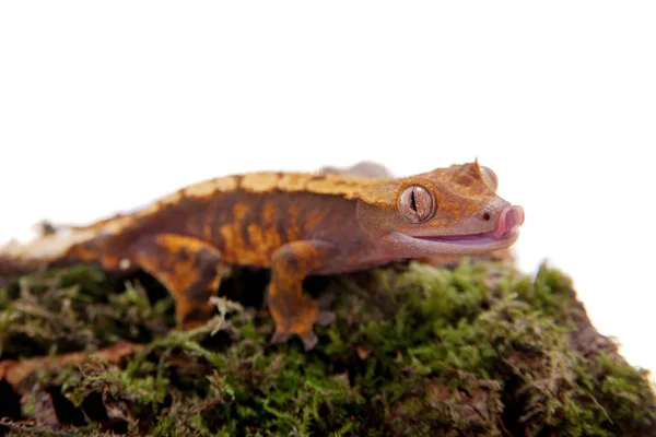 Gecko crêpé de Nouvelle-Calédonie sur blanc — Photo