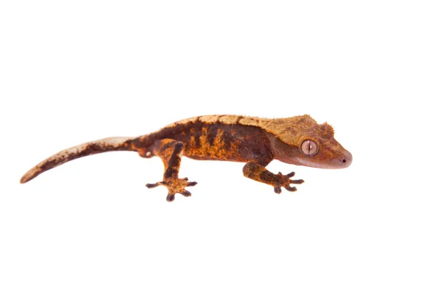 Nya Caledonian crested gecko på vit — Stockfoto