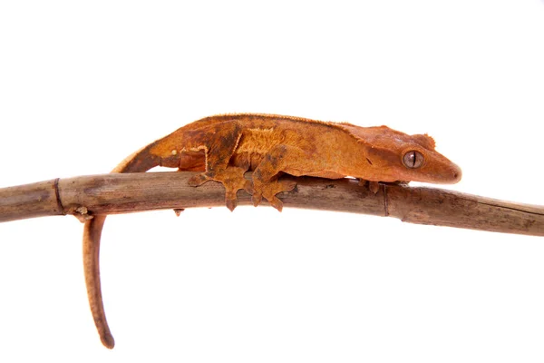 New Caledonian crested gecko on white — Stock Photo, Image