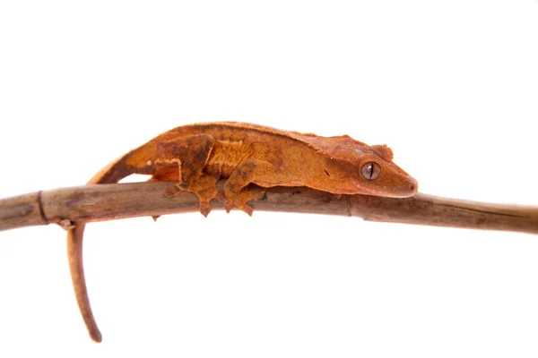 Nova caledônia crista gecko em branco — Fotografia de Stock