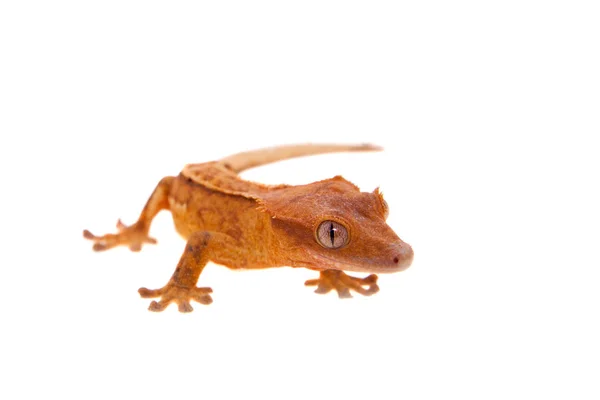 Nowe Caledonian crested gecko na białym — Zdjęcie stockowe