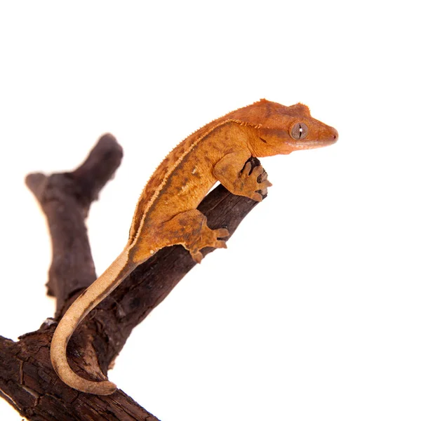 Yeni Kaledonya tepeli gecko beyaz — Stok fotoğraf