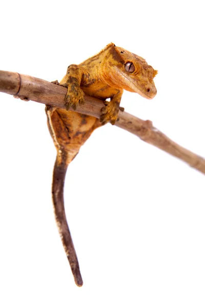 Nova caledônia crista gecko em branco — Fotografia de Stock